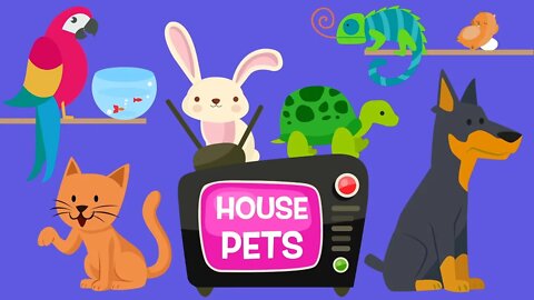 House Pets videos for babies toddlers kids Little Genius