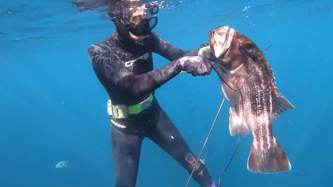 Dhufish Off The Rocks South WA🐡