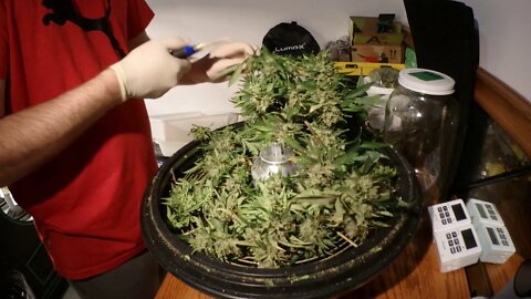 Lumo-X Bowl Trimmer Actual Usage Full Plant Trim 1 Take. Cut, Trim, Hang. Yummy Feminized Harvest