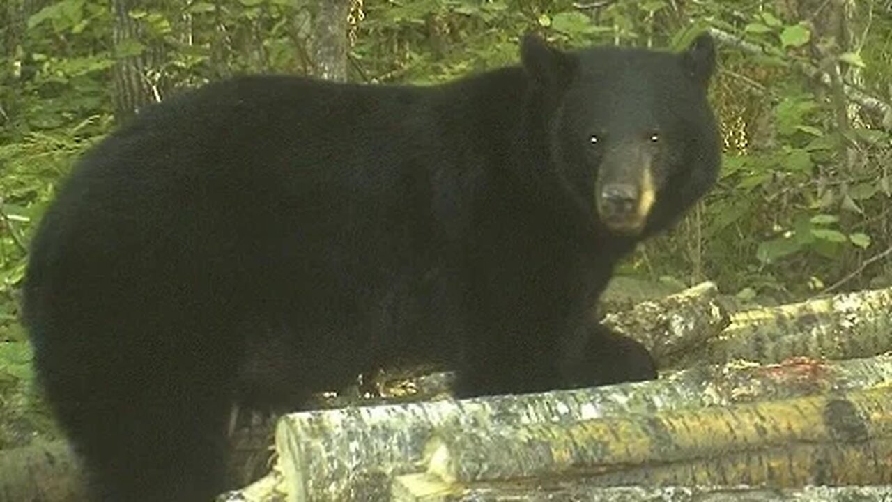 Surprising Facts about Scent and Wind Direction in Bear Hunting