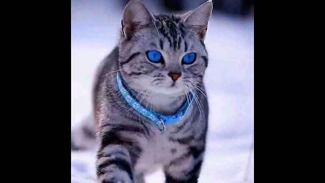 Very beautiful Cat vadio