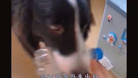 Funniest dogs videos 🐶😂