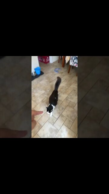 Shop cat Chronicles- Shop cat or house cat, or have we reached just “our cat” #ShopCat #Shorts