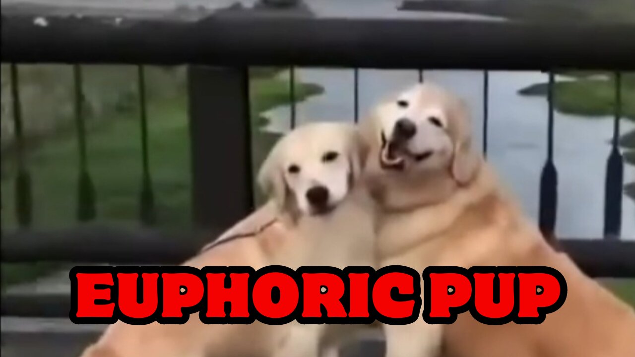 Euphoric Pup: The Viral Video of a Blissful Dog