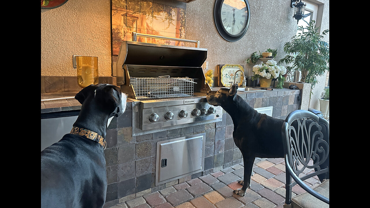 Nosy Great Danes Check Out Live Trap For Unwanted BBQ Visitor