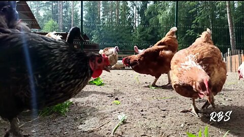 Country Music / Chickens ##chickens #countrymusic / @Relax Body and Soul