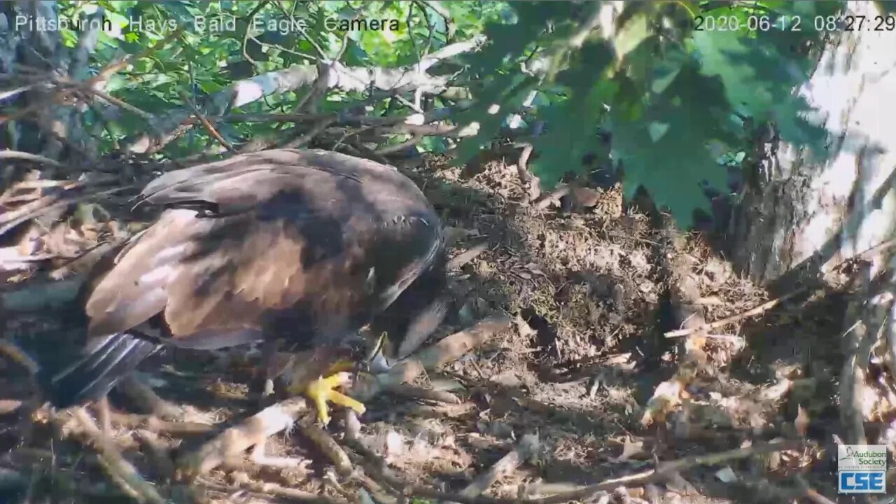 Hays Eagles Juvenile returns to the nest 2020 06 12 08 30 15 554