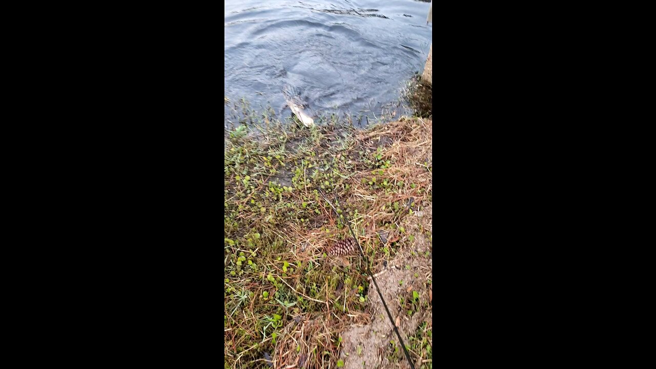 Hal The Crocodile Hunter...Except It's An Alligator!