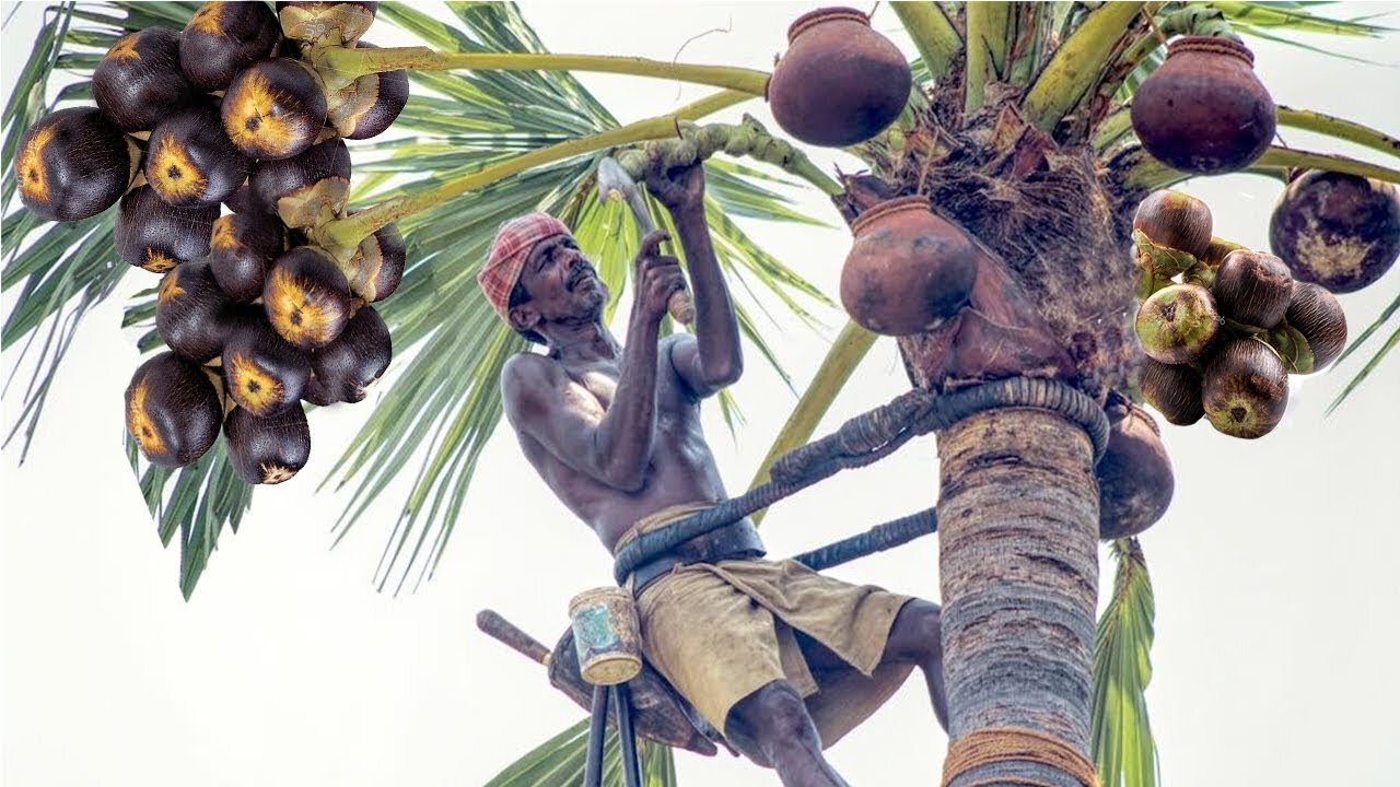 Harvesting and Processing Toddy Palmyra Fruit - An Indian Agriculture Tradition