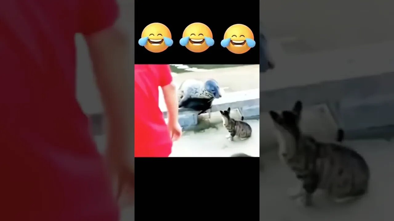 Cat funny video #reels #shorts #cat