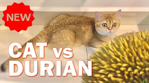 Funny moments - Cats reactions to Durian.