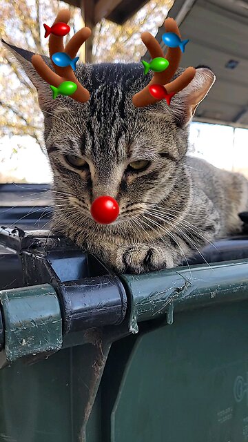 Have a Holly Jolly Christmas 🎁🎁⛄⛄