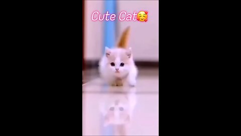 Cute Cat 🥰 Funniest