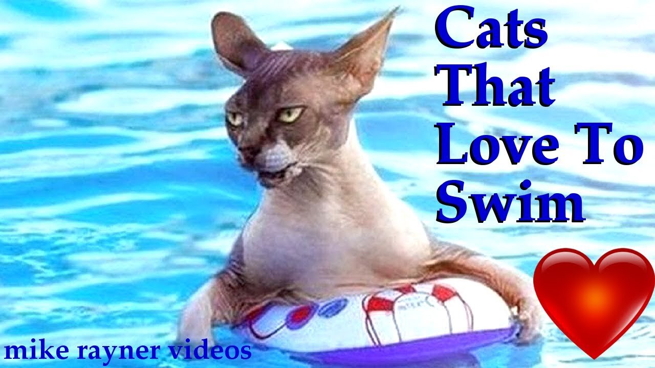 Best 3 Funny Cats Love Swimming Like Dogs! Cat Diving in Water 😂