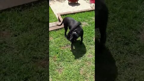 Cane Corso got himself stuck in a tyre 🤣