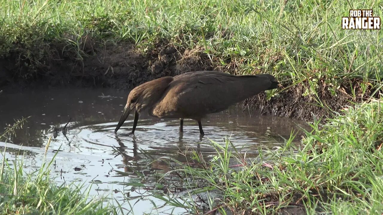 African Birds - Hamerkop Catching Frogs | Seen On Safari | Zebra Plains