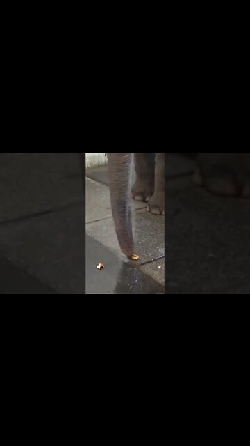 Elephants Can Peel Bananas?