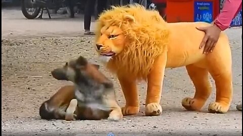 Fake Lion and Fake Tiger Prank To dog