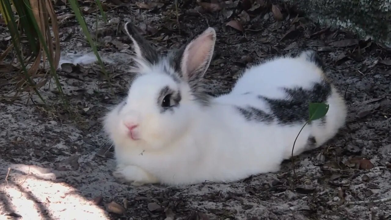 Rabbits dig trench in yard