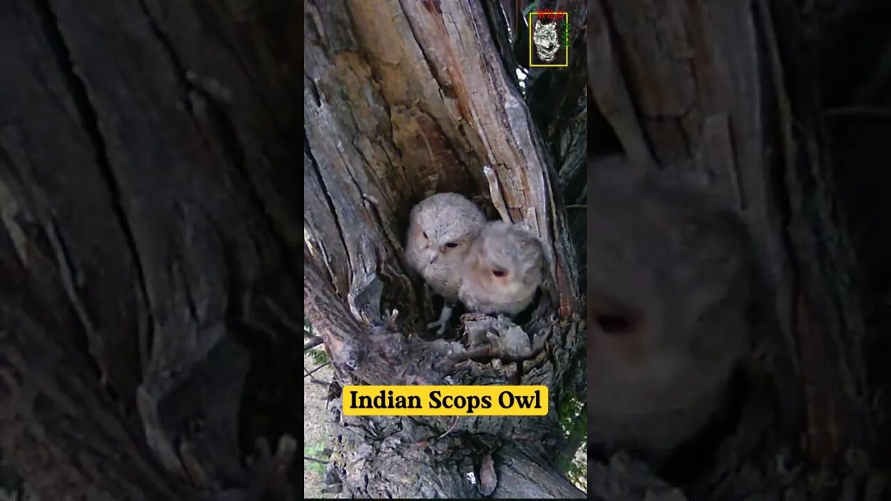 Indian Scops Owl Couple #owls #nestling #lovesong #wildlife #trending #shorts