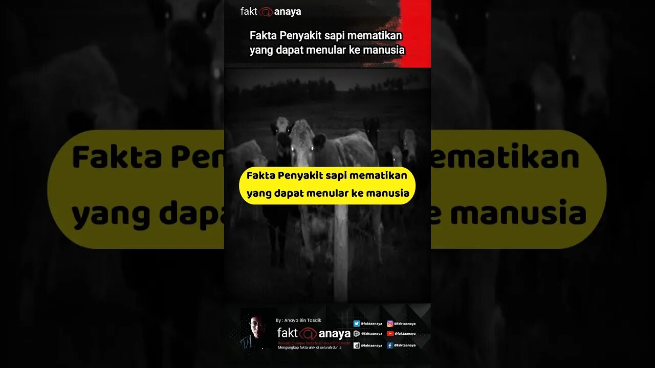 Fakta penyakit sapi mematikan yang dapat menular ke manusia #Shorth