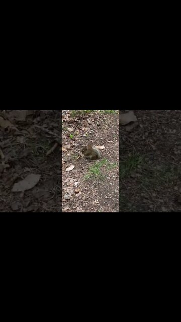 Squirrel eating and squeaking