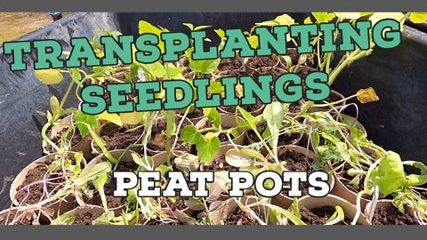 Transplanting Seedlings