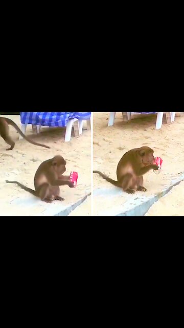 Monkey steals a can of soda and drinks