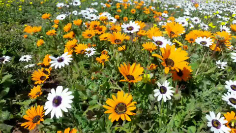 S WEST COAST NATIONAL PARK FLOWER SEASON