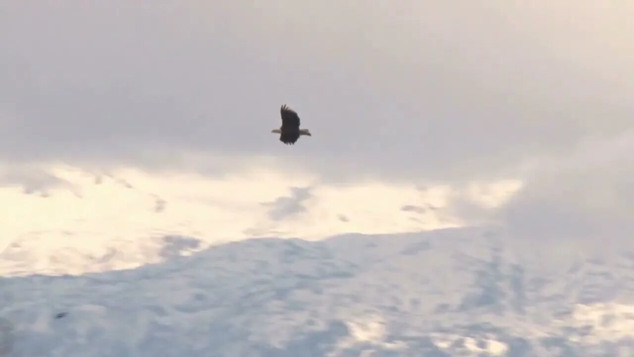 Eagle Soaring Through Snow Covered Landscape