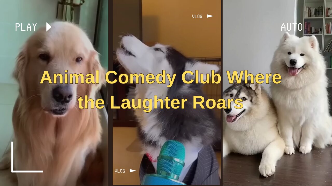 When Laughter Strikes: Unexpected Funny Moments