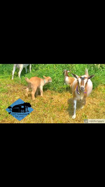 Hanging out with the goats #shorts