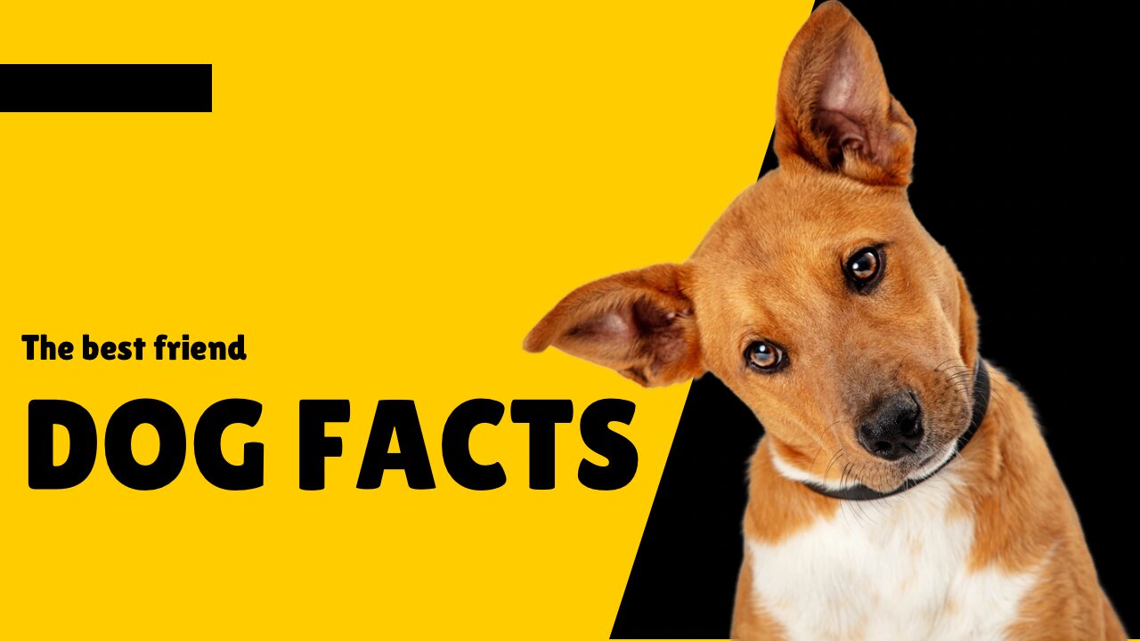 Dog facts