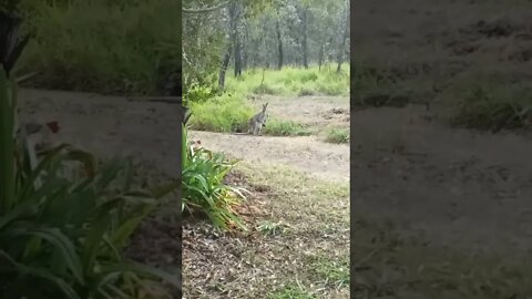 Kangaroo in the driveway eating grass