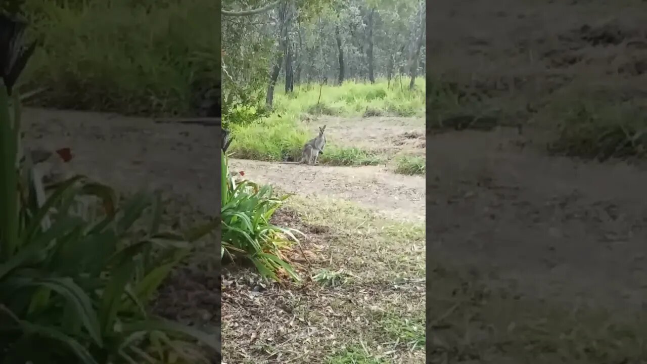 Kangaroo in the driveway eating grass