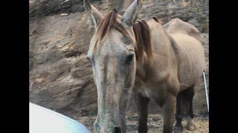 A long discussion with a sleepy Arthur about rescuing horses and horse ownership in Australia