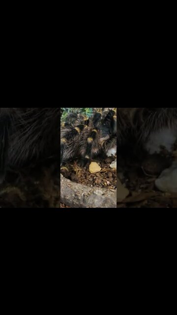 grammostola pulchripes shorts