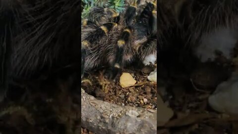 grammostola pulchripes shorts