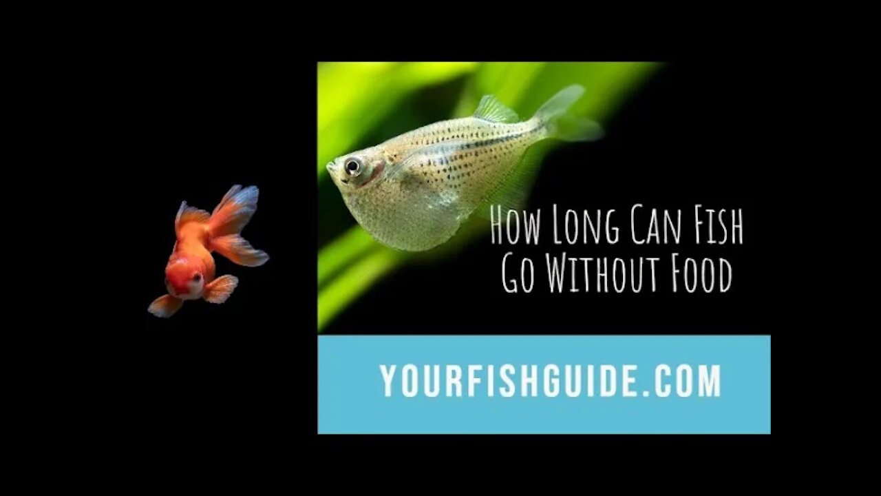 How Long Can Fish Go Without Food? NO FOOD | Educational