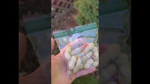 Planting Peanuts! Yes I Tried to eat one.... lol