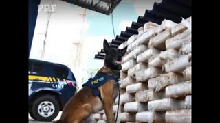 Os policiais encontraram um total de 807kg de pasta base de cocaína