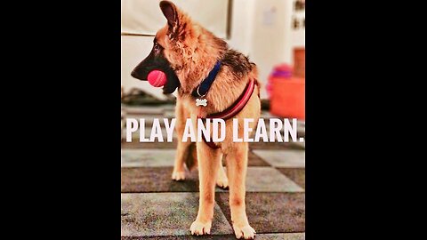 Dog🐕Training_was_so_hard_until_I_understood_these_5_principles #traning #viral