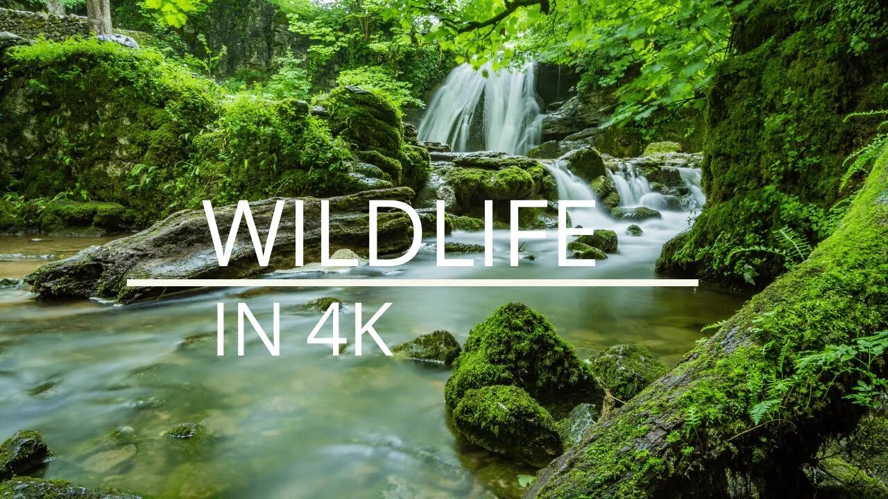 WILDLIFE IN 4K
