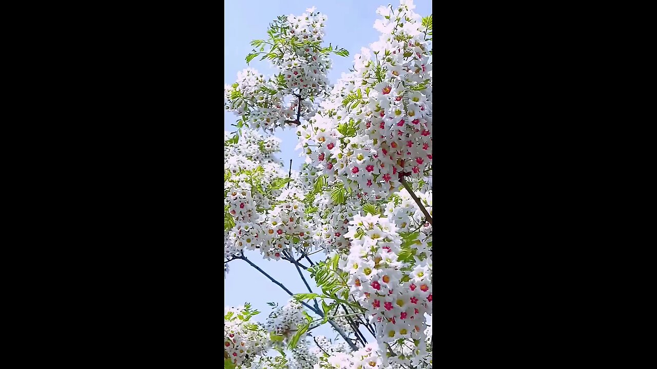 beautiful nature flowers