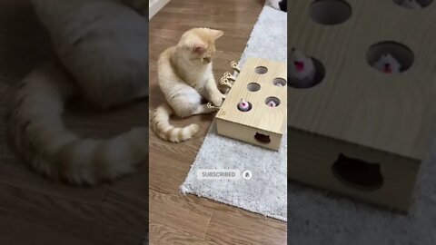 cute cat videos 😹 funny videos 😂 484 😻