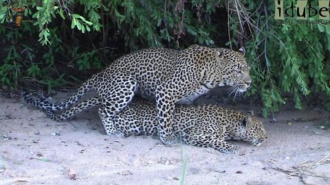 WILDlife: Pairing Leopards - African HD Wildlife