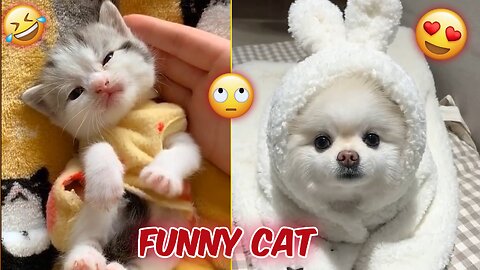 Cats Funny Video. Animal Funny video Animals Funny Moment