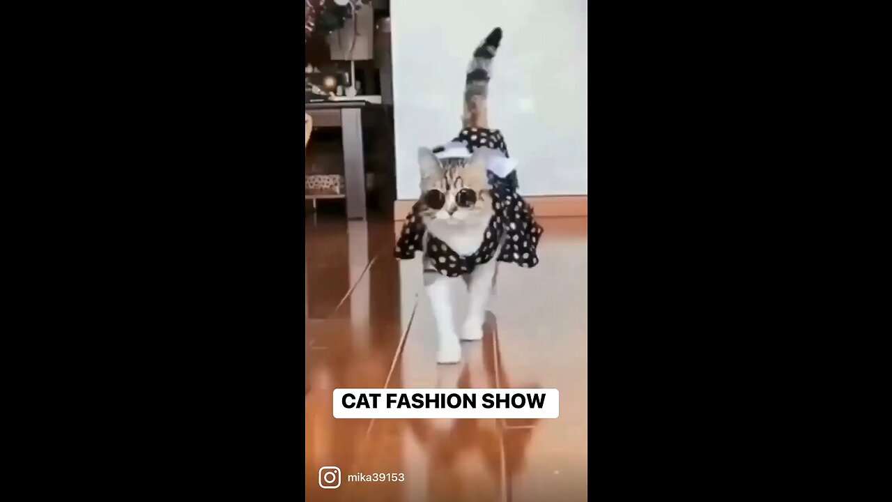 Cat show