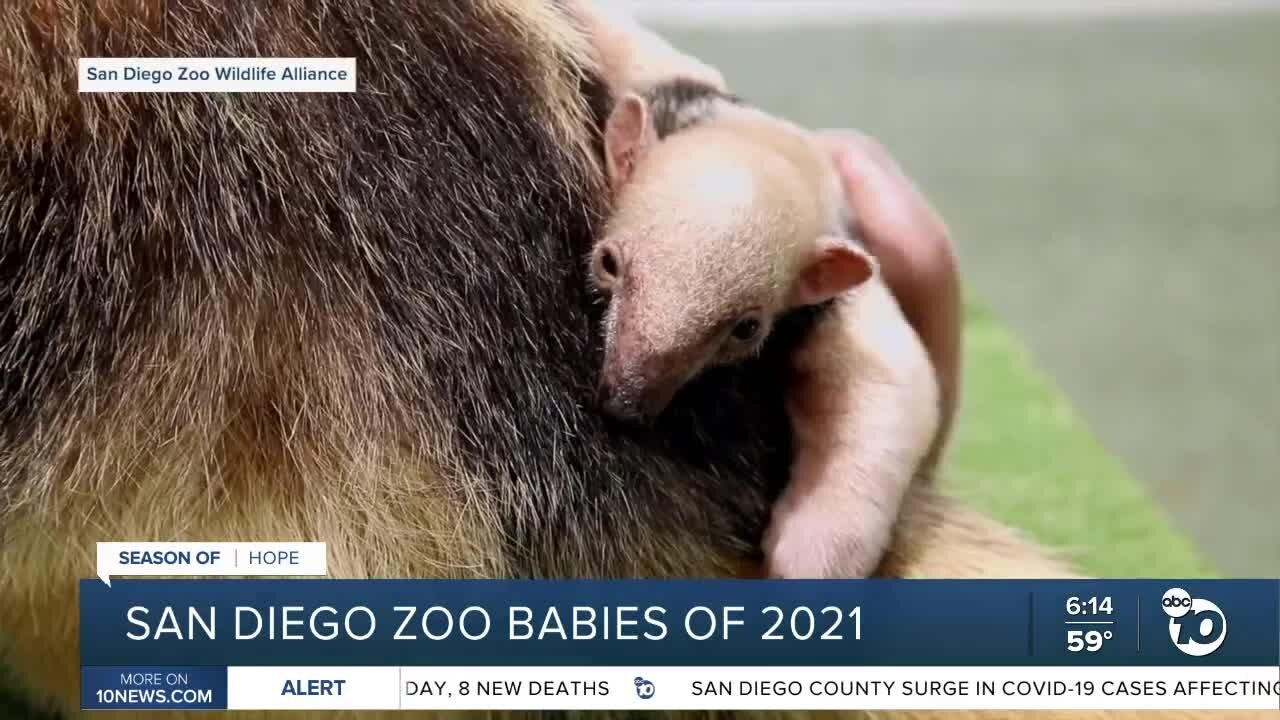 San Diego Zoo, Safari Park welcome new babies in 2021