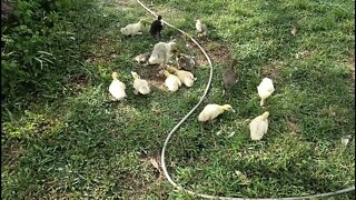 Ducklings, Gosling, Geese and ducks, enjoy the grass